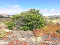 Morella californica