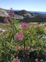 Chamerion angustifolium - Calflora