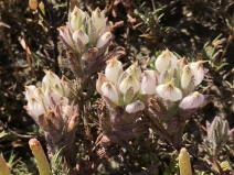 Chloropyron maritimum ssp. maritimum