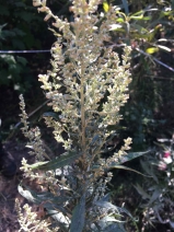 Artemisia suksdorfii