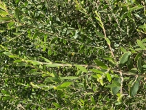 Acacia retinodes - Calflora