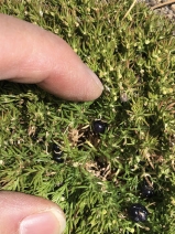 Galium andrewsii ssp. intermedium