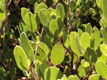 Arctostaphylos patula