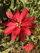 Passiflora tarminiana