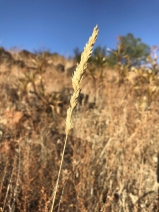 Poa secunda