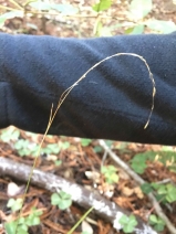 Trisetum cernuum