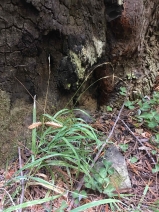 Bromus laevipes