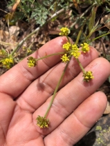 Lomatium observatorium