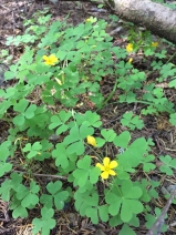 Oxalis suksdorfii