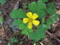 Oxalis suksdorfii