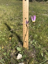 Dodecatheon clevelandii ssp. sanctarum