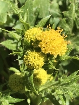 Sanicula laciniata