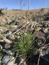 Poa secunda