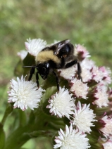Petasites frigidus