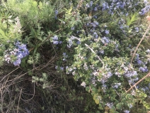 Ceanothus impressus