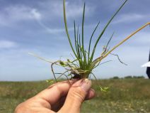 Triglochin scilloides