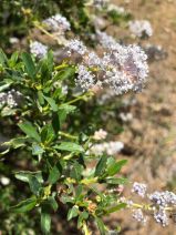 Ceanothus foliosus var. medius