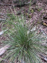 Festuca arundinacea