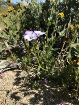 Gilia latiflora ssp. davyi