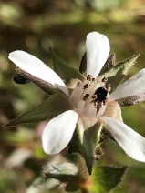 Horkelia californica