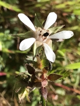 Horkelia californica var. californica