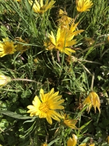 Arctotheca prostrata