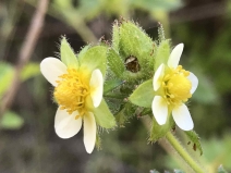 Potentilla glandulosa