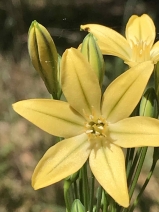 Triteleia ixioides ssp. ixioides