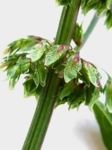 Rumex pulcher