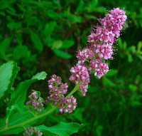 Spiraea douglasii