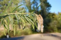 Salix melanopsis