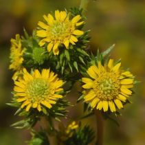 Hemizonia pungens