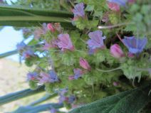 Echium pininana