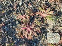 Chorizanthe ventricosa