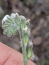 Cryptantha flaccida - Calflora