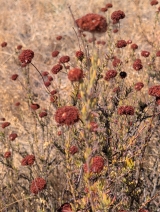 Eriogonum fasciculatum