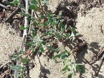 Chenopodium littoreum