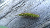 Setaria pumila
