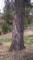 Abies concolor
