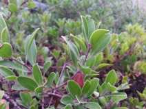 Arctostaphylos franciscana