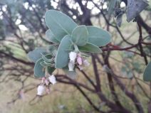 Arctostaphylos auriculata