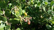 Arctostaphylos edmundsii