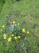 Narcissus pseudonarcissus