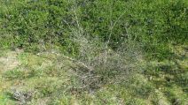 Ceanothus foliosus var. vineatus