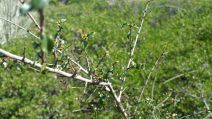 Ceanothus foliosus var. vineatus