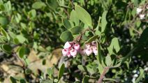 Arctostaphylos bakeri