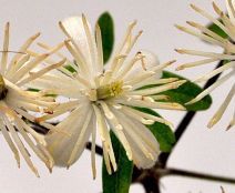 Clematis vitalba