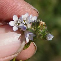 Saltugilia australis