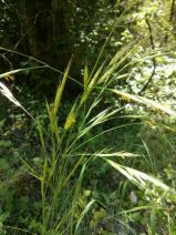 Bromus carinatus var. carinatus