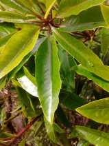 Pittosporum undulatum